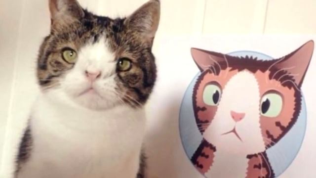 Он забрал «самого ненужного кота» в приюте. В первую же ночь кот преподнес сюрприз! смотреть онлайн