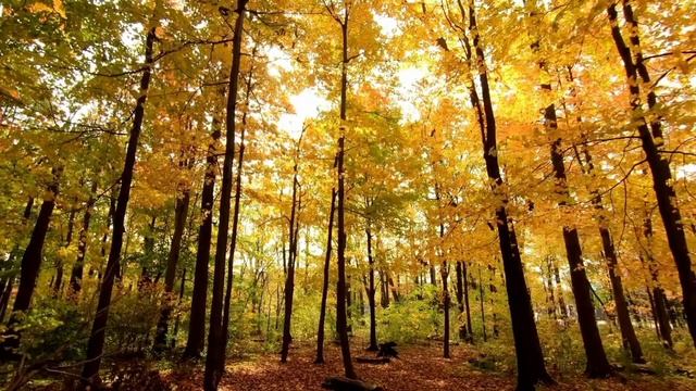 Relaxing music without words / Расслабляющая музыка без слов / Autumn forest / Осенний лес смотреть онлайн