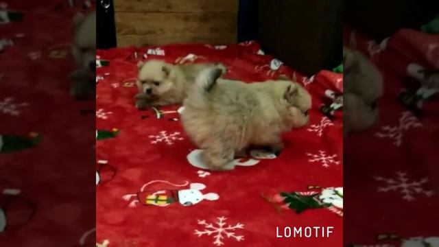 С Новым Годом и Рождеством! смотреть онлайн