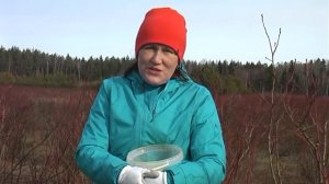 Как правильно вносить серу для голубики