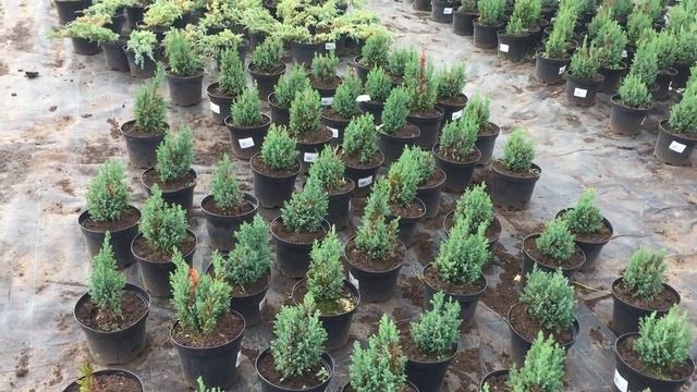 Купить саженцы Кипарисовика "Лавсона Элвуди" в интернет-магазине Hoga.ru смотреть онлайн