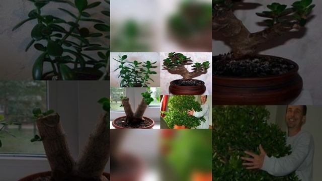 Многие держат дома ДЕНЕЖНОЕ ДЕРЕВО. Польза и вред денежного дерева. смотреть онлайн