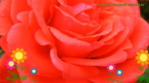 Роза чайно-гибридная Мерседес. Краткий обзор, описание характеристик, где купить саженцы Mercedes