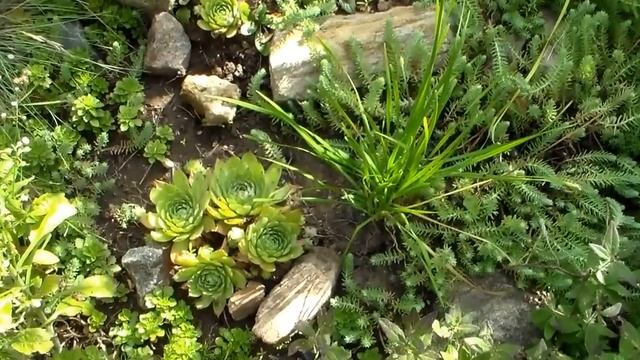 Цветы Молодило смотреть онлайн