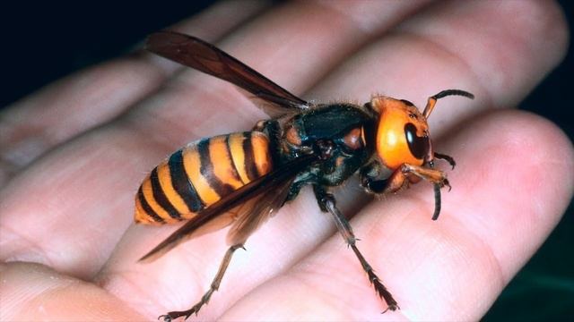 АЗИАТСКИЙ ГИГАНТСКИЙ ШЕРШЕНЬ - огромный крылатый кошмар! ЖИВОТНЫЕ УБИЙЦЫ