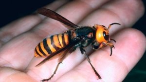 АЗИАТСКИЙ ГИГАНТСКИЙ ШЕРШЕНЬ - огромный крылатый кошмар! ЖИВОТНЫЕ УБИЙЦЫ