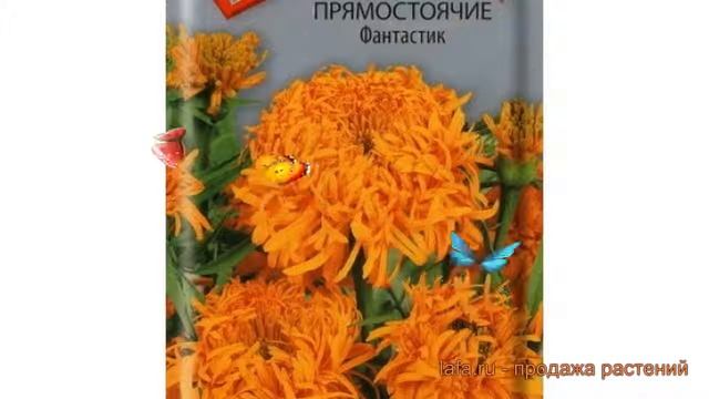 Бархатцы прямостоячая Фантастик (fantastik) ? обзор: как сажать, семена бархатцев Фантастик смотреть онлайн
