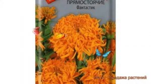 Бархатцы прямостоячая Фантастик (fantastik) ? обзор: как сажать, семена бархатцев Фантастик