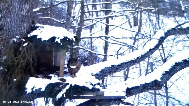 Male Eagle Owl Visits Nest ? 02/21/23 17:34 смотреть онлайн