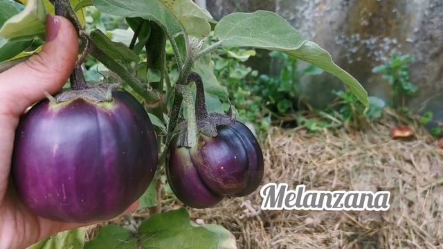 Мои Огородные Неудачи 2021 смотреть онлайн