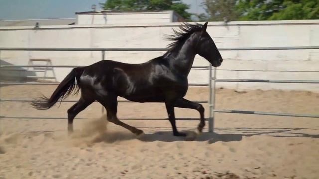 Учим Животных на английском Корова Собака Динозавр Лошадь Развивающие Мультики для Детей