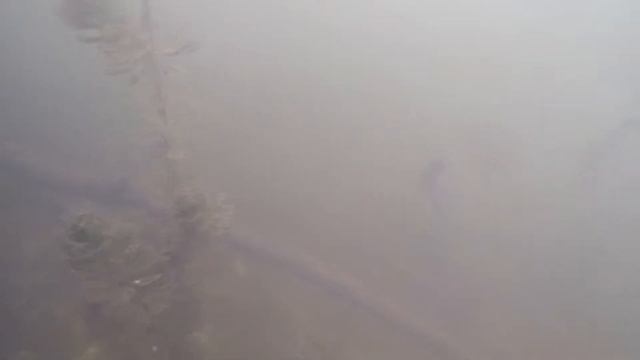 Река Нара. Почти рыбалка. Пескарики напомнили о детстве. смотреть онлайн