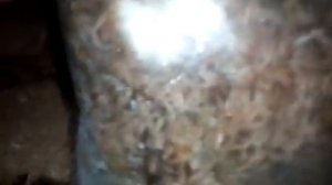 Реанимация орхидей из Тайланда.