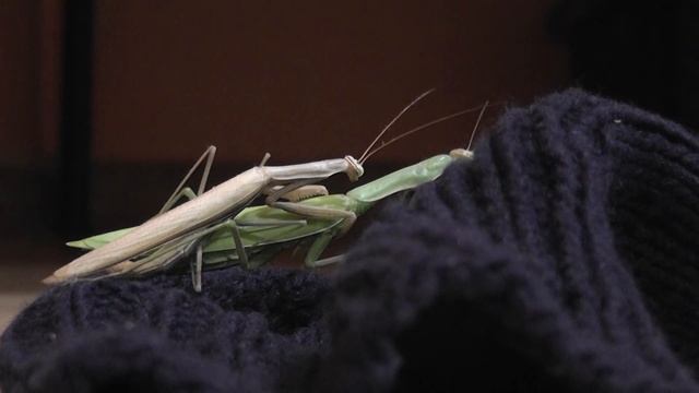 Спаривание богомолов смотреть онлайн