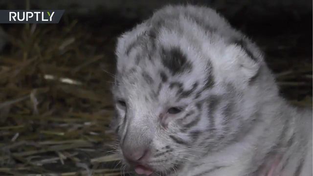Una rara tigresa blanca amamanta a su cria en Rusia смотреть онлайн