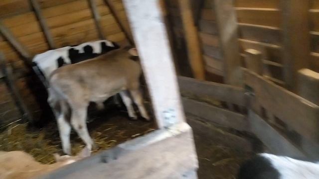 швицкий бычок появился в хозяйстве) смотреть онлайн