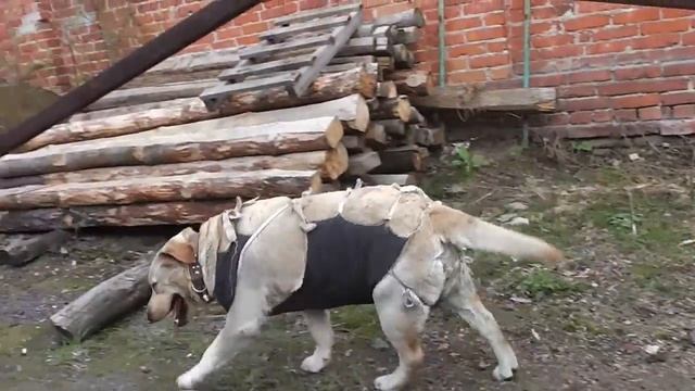 Как собаке дать таблетку смотреть онлайн