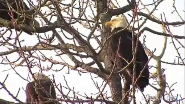 Kodiak Alaska -   Official Video