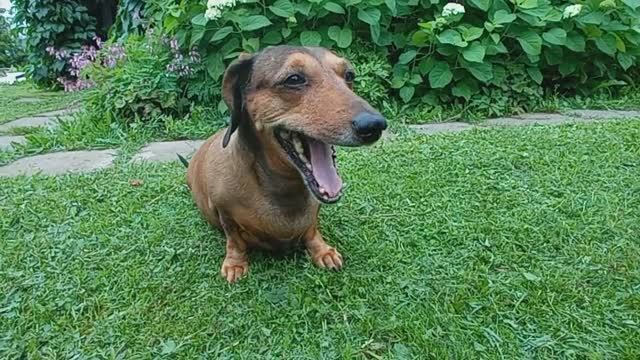 Начал снимать куст крыжовника, а потом Манька подвернулась)   (2021.07.03_07:53:58)