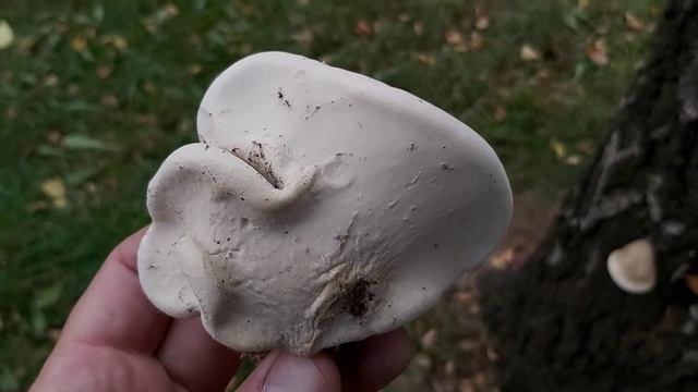 Pniarek brzozowy / Białoporek brzozowy (Fomitopsis betulina) - 27.09.2020, Nowa Huta, Kraków. смотреть онлайн