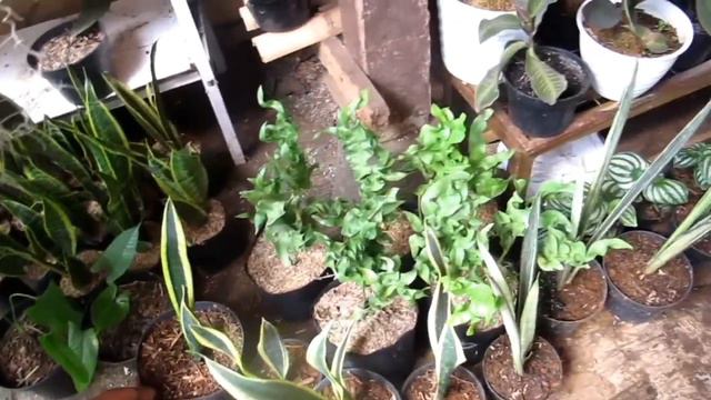 KEREN!! BANYAK STOK TANHIAS LUCU, UNIK & RARE!! LAPAK BANG ARIS смотреть онлайн