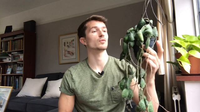 WEEKLY GREENS - Hoya Imbricata
