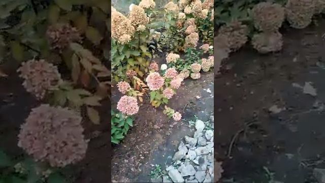 Посадки в октябре 2017г. Часть2 смотреть онлайн