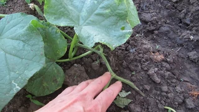 ОБЗОР МОЕГО ПРИУСАДЕБНОГО УЧАСТКА НА 31.05.2019.