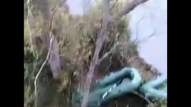 Медведь загнал на дерево двух мужчин смотреть онлайн