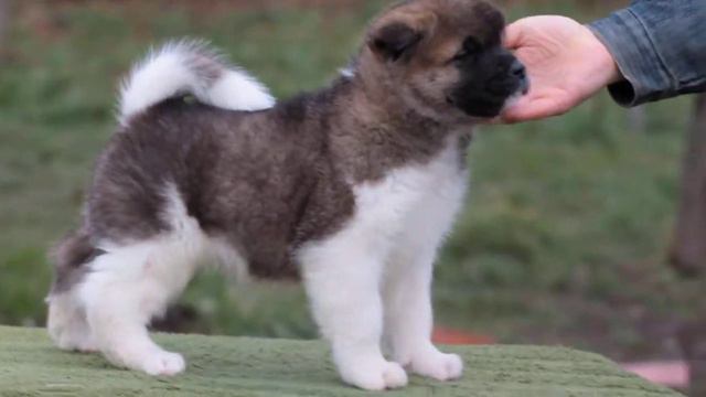 Мальчик 2 - Американская Акита, питомник WINTERRAHILLS смотреть онлайн