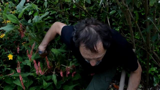 How to lift and divide a perennial plant (persicaria) when it is growing strongly in high summer смотреть онлайн