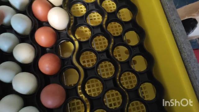 ИНКУБАЦИЯ ЯИЦ В ТЕПЛУША ЕВРО 88! ПРАВИЛА И РЕЖИМ ИНКУБАЦИИ! ЦЫПЛЯТ БУДЕТ МНОГО ВСЕГДА смотреть онлайн