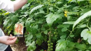 Раннеспелый, урожайный, сладкий черри томат. Терек F1!