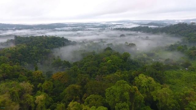 BEAUTIFUL WILDLIFE 4K #nature #wildlife #beautiful #4k #music #amazon смотреть онлайн