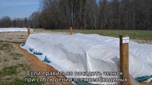 Когда открывать чеснок после зимы