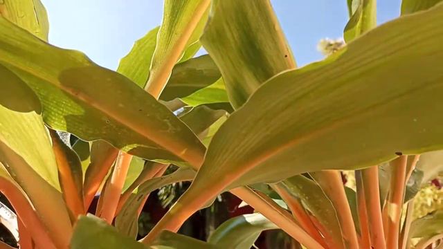 Planta LUMINA / JARDIM iluminado / Dicas de CULTIVO смотреть онлайн