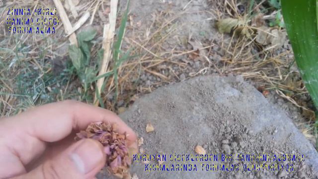 Zinnia Kirli Hanım Çiçeği tohum alma işlemi смотреть онлайн