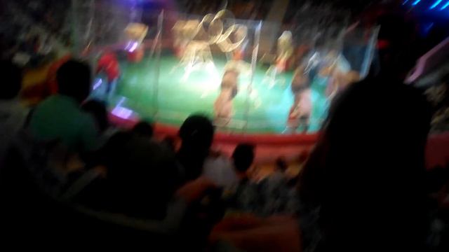 Белые львы Африки смотреть онлайн