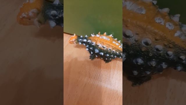 Анкилозавр. смотреть онлайн