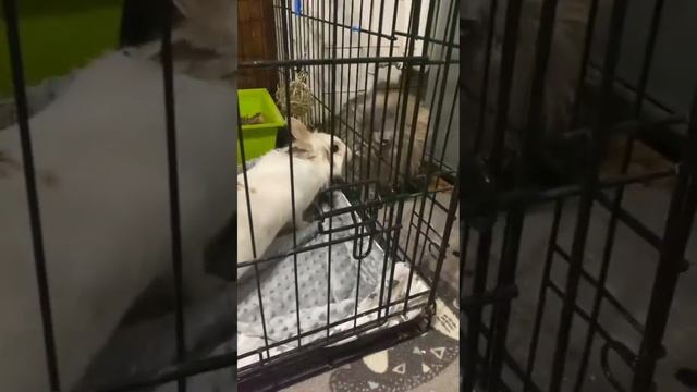 Кролик девочка ищет дом смотреть онлайн