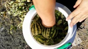 Настоящий  рецепт Моченого  Арбуза в Бочке /Соленый Арбуз /watermelon in a barrel  salted watermelo