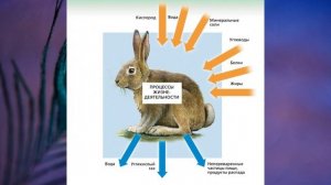 §14 "Обмен веществ и энергии", Биология 6 класс, Сивоглазов.