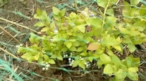 Черника садовая .Советы огородникам.