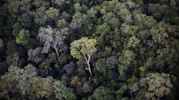 ASMR - Forest Walk: Wonder of Trees