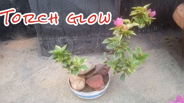 Mame, Mini, Sohini Bonsai/Torch glow, Chinese ,21Jewel verigated pink pixie , sunvilliea. смотреть онлайн