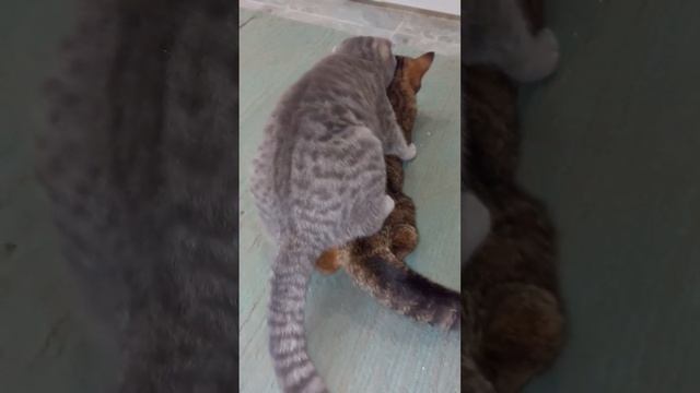 КАК СПАРИВАЕТСЯ КОТ С КОШКОЙ?HOW DOES A CAT MATTER WITH A CAT смотреть онлайн