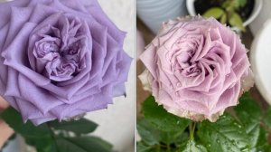 Роза Dolcetto / Дольчетто. Первогодка. Цвела на протяжении всего лета и сейчас цветёт 14.11.23