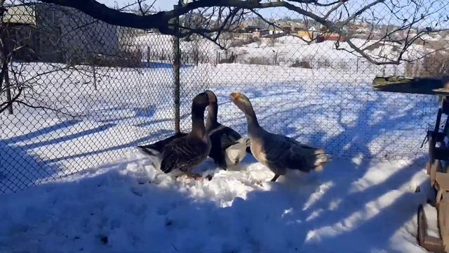 Тульские горбоносые гуси нашего хозяйства смотреть онлайн