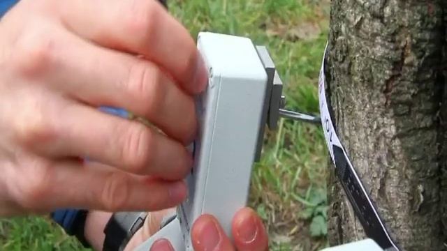 В Краснодаре обследуют деревья смотреть онлайн