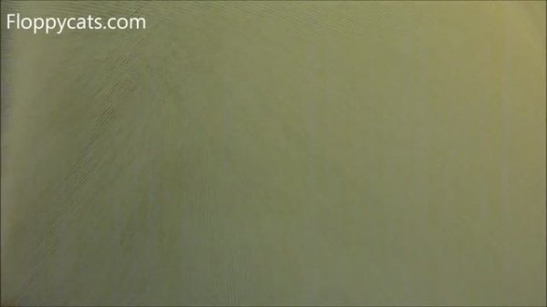 Peach Pet Provisions Pillow Bed Product Review - ねこ - ラグドール - Floppycats